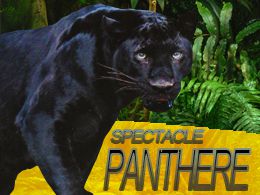 location panthere location panthere