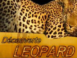 location leopard location leopard